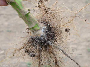 Wet lesion girdling the base of the stem of an eggplant plant. (<i>Sclerotium rolfsii</i>)
