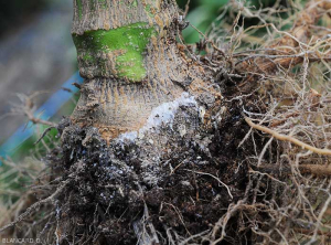 Detail of mycelium covering the wet lesion girdling the base of the stem of an eggplant plant. (<i>Sclerotium rolfsii</i>)