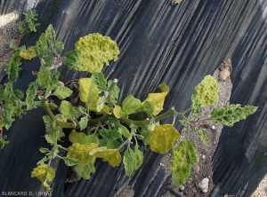 Yellowing appearance of the plant. Young leaves are distorted, crinkled in appearance, with thinning and yellowing of veins.  (<i><b>Eggplant mottled dwarf virus</i></b>, EMDV)