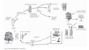 Cycle biologique Cryphonectria parasitica