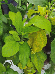 Thinning and yellowing of the interveinal tissue of leaves, forming a true network. <b>(<i>Eggplant mottled dwarf virus</i></b>, EMDV)