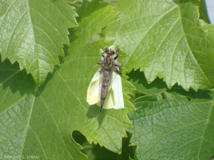 asilidae-papillon