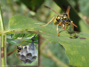 Small nest of papier-mâché of the poliste (insert). Adult chewing a caterpillar to feed his larvae.