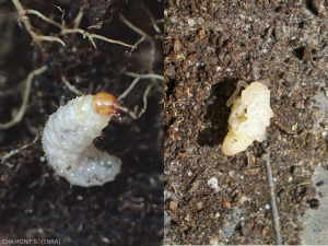 Larva and nymph of the vine otiorhynque observed in the soil. It is the adult who gnaws at the leaves of the plant.