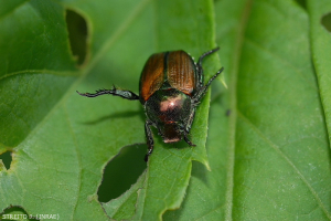 The Japanese Beetle is classified as a priority quarantine organization presenting a major economic and environmental risk.