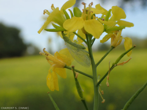 chrysope-crucifere