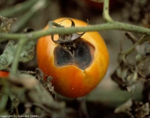 Necrotic sepals, concave (depressed) spots, located at the level of the fruit stalk, bearing a black mold.  <i> <b> Alternaria tomatophila </b> </i> (alternaria, early blight)