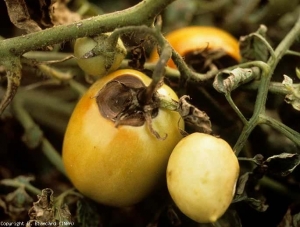 alternaria_tomate_DB_245