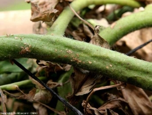 Small white canker spots on the stem.  <b> <i> Clavibacter michiganensis </i> subsp.  <i>michiganensis</i> </b> (bacterial canker)