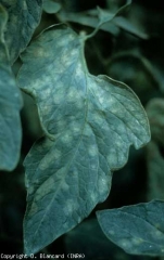 Numerous diffuse pale green to yellow spots cover the blade of this tomato leaflet.  <i> <b> Passalora fulva </b> </i> (<i> Mycovellosiella fulva </i> or <i> Fulvia fulva </i>) (cladosporiosis, leaf mold)