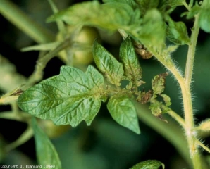 Tiny necrotic lesions are developing at the base of several of these young leaflets.  <b> Alfalfa mosaic virus </b> (<i> Alfalfa mosaic virus </i>, AMV)