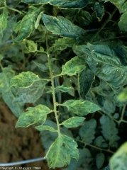 <b> Cucumber mosaic virus </b> (<i> Cucumber mosaic virus </i>, CMV)