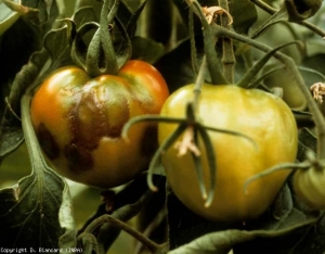 TMV_tomate_DB_261