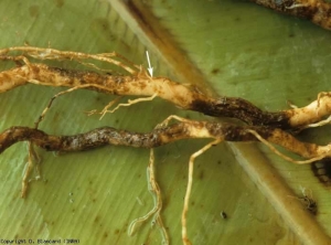 Numerous small necrotic lesions, portions of very brown corky roots in places.  <b> <i> Pyrenochaeta lycopersici </i> </b>