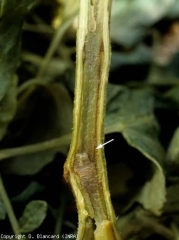 Damp browning of the marrow at the edge of the vessels.  <b> <i> Pseudomonas corrugata </i> </b>