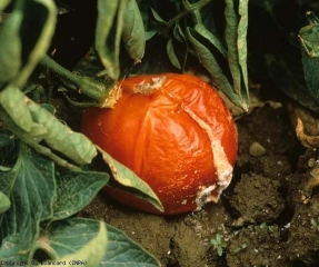 Half of this mature fruit shows wet rot.  The liquefied tissues more or less collapsed, and the epidermis eventually split longitudinally.  Note the presence of a dense whitish mucus on the exposed flesh.  <b> <i> Geotrichum candidum </i> </b> (sour rot)