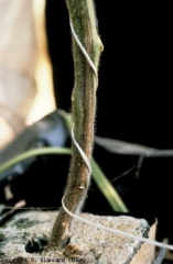 Pinkish-brown cortical lesion extending several centimeters above the neck.  <b> <i> Fusarium oxysporum </i> f.  sp.  <i> radicis-lycopersici </i>, FORL (Fusarium root rot, <i> Fusarium </i> crown and root rot) </b>