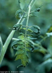 Leaflets of reduced width, distorted and rolled up.  <b> Genetic anomaly </b>