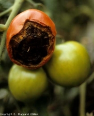 Black mold (fruiting bodies of a saprophytic <i> Alternaria </i>) covering apical necrosis.  <b> Blossom-end rot </b>