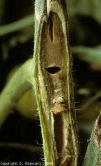 Brown marrow and hollowed out in the center.  <i> <b> Pseudomonas corrugata </b> </i> (black pith, tomato pith necrosis)