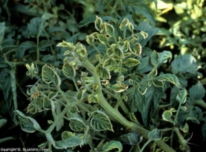 Reduction in the size of new leaflets with curving edges.  <b> <i> Candidatus </i> Phytoplasma solani </b> (stolbur)