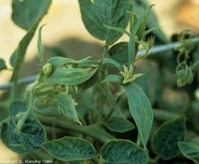 Huge sepals, small green petals.  <b> <i> Candidatus </i> Phytoplasma solani </b> (stolbur)