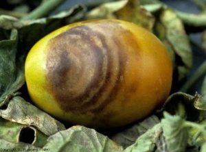 Concentric brown half-rings with scalloped contours.  <b> <i> Phytophthora nicotianae </i> </b> (terrestrial downy mildew)