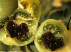 A cross section made in a perforated fruit shows the damage caused by this green caterpillar.  <b> Caterpillar damage </b> (moths)