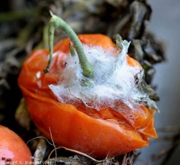 A dense whitish mycelium gradually covers this fruit in the process of liquefying.  <b> Mucoral rots </b> (<i> Rhizopus </i> and <i> Mucor </i> rot)