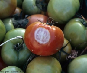 soleil_tomate_DB_240a