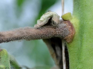 botrytis_tomate_DB_455