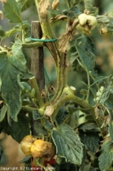 Symptoms on stem.  <b> Cucumber mosaic virus </b> (<i> Cucumber mosaic virus </i>, CMV)