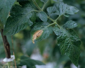 The spots, initially brown, have taken on a beigeish tint, while the veins are blackish.  <b> <i> Didymella lycopercisi </i> </b> (<i> Didymella </i>, <i> Didymella </i> leaf spot)