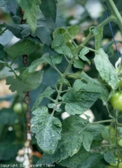 There is sometimes a lightening and yellowing of the veins, the discoloration then gradually gaining the lamina.  <b> Eggplant mottled dwarf virus </b> (<i> Eggplant mottled dwarf virus </i>, EMDV)