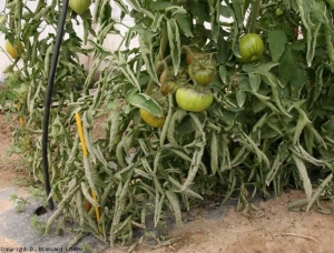 On these plants, the leaflets are particularly rolled up and give their lower part a very characteristic appearance.  <b> Physiological leaf roll </b>