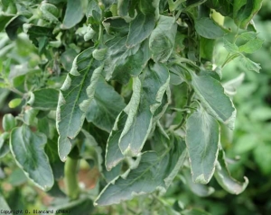 leaf_roll_tomate_DB_486