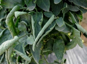 The edge of the blade is now well curved upwards and some leaflets are almost cylindrical.  <b> Physiological leaf roll </b>