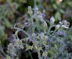 On this plant, the affected tissues are particularly purplish (anthocyanin colouration);  as well on the leaflets as on the few atrophied flowers.  <b> <i> Candidatus </i> Phytoplasma solani </b> (stolbur)