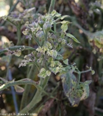 Sometimes the leaflets can be tiny and very chlorotic;  this symptom could be caused by a particular strain of <b> phytoplasma </b> responsible for the said disease;  small leaves.  <b> <i> Candidatus </i> Phytoplasma solani </b> (stolbur)