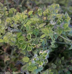 The tips of this plant show a stiff, thick stem and very short internodes.  The leaflets are small and spoon-shaped.  <b> <i> Candidatus </i> Phytoplasma solani </b> (stolbur)