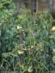 This plant affected by <b> <i> Candidatus </i> Phytoplasma solani </b> shows a very particular apex and habit.  (stolbur)