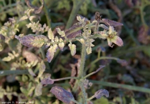 Under certain conditions, the tissues of infected organs take on a purple tint (anthocyanin colouration).  In addition, the leaflets are also chlorotic.  <b> <i> Candidatus </i> Phytoplasma solani </b> (stolbur)