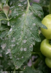 The powdery white powdery mildew spots are now more numerous on this leaflet and cover it almost entirely.  <b> <i> Oidium neolycopersici </i> </b> (powdery mildew)