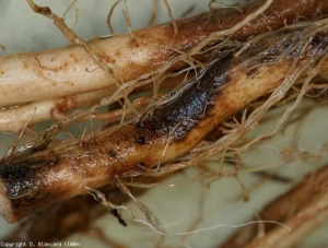 On this portion of the root, one can easily perceive the parasitic potentialities of <b> <i> Colletotrichum coccodes </i> </b> (black dots).  deep, brown lesions are progressing into the cotex.