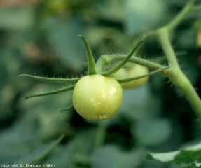 Several diffuse white, rather circular halos are visible on this green fruit.  Note the presence of a punctiform lesion in each of them, corresponding to the oviposition site of <b> <i> Frankliniella occidentalis </i> </b> (thrips)