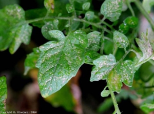 Numerous necrotic lesions cover this leaflet.  <b> <i> Frankliniella occidentalis </i> </b> (thrips)