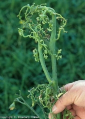 The blade of these leaves, in addition to being very threadlike and therefore in the shape of a lace, is more or less twisted.  <b> Phytotoxicity </b> (effects of pesticides, pesticide injuries)