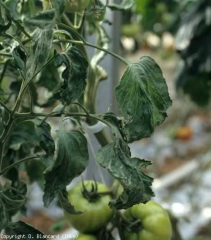 This plant reveals vegetation that contrasts greatly with that of a normal plant.  Its dark green leaflets are wider, thick, distorted and slightly curled downwards and sometimes curled up.  <b> Genetic anomaly </b>