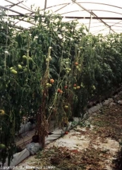 Several completely desiccated plants are visible in this greenhouse culture.  Note that they are distributed on the same line, which characterizes an already old attack of <b> <i> Clavibacter michiganensis </i> subsp.  <i>michiganensis</i> </b> (bacterial canker)