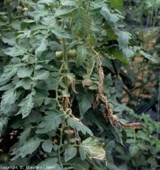 We also find on this leaf a unilateral distribution of withered and withered leaflets, characteristic of vascular disease.  <b> <i> Clavibacter michiganensis </i> subsp.  <i>michiganensis</i> </b> (bacterial canker)